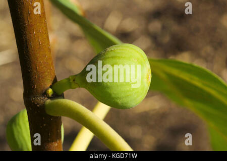 Raw-Bild auf dem Ast von einem Feigenbaum Stockfoto