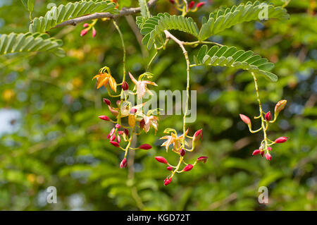 Tamarind Blumen blühen am Baum Stockfoto