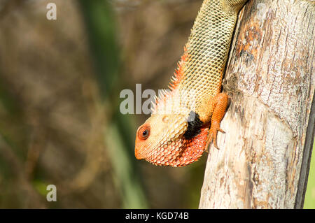Nahaufnahme einer orientalischen Garten Echse, calotes Versicolor, Maharashtra, Indien Stockfoto