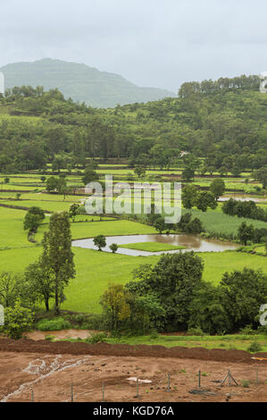 Ansicht der Reisanbau in der Nähe von Pune, Maharashtra mulshi Dam Stockfoto