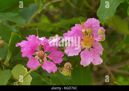 Lagerstroemia speciosa, Riesen-crape Myrtle, rosa Blume, Pune, Maharashtra Stockfoto