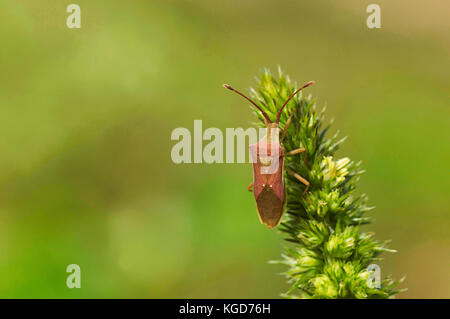 Indische milkweed Bug, oncopeltus confusus, Pune, Maharashtra Stockfoto