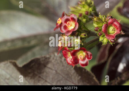 Nahaufnahme des kleinen roten Blumen, in der Nähe von Pune, Maharashtra Stockfoto