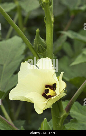 Grüne okra, Lady Finger Anlage mit Blume, Pune, Maharashtra Stockfoto