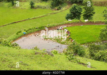 Reisbauern Setzlinge in varandha ghat Pune, Maharashtra Stockfoto