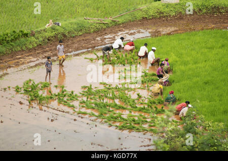 Reisbauern Setzlinge in varandha ghat Pune, Maharashtra Stockfoto