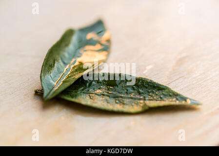 Studio shot von Paar von Tangerine Blätter auf weißem Holz- Hintergrund Stockfoto