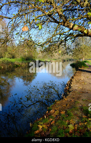 Fluss Itchen Winchester auf einem herrlichen sonnigen Herbsttag. Die itchen River ist ein Fluss in Hampshire, England. Er fließt von Mitte Hampshire Stockfoto