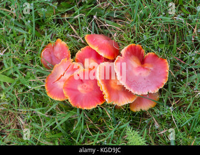 Crimson waxcap: hygrocybe punicea. Sussex, UK Stockfoto