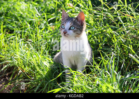 Junge Hauskatze, schwarz tabby White, im Gras sitzen Stockfoto