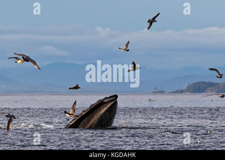 Buckelwale (Megaptera novaengliae) Trap Fütterung vor der British Columbia Coastal Mountains im Queen Charlotte Strait aus Vancouver Island, Stockfoto