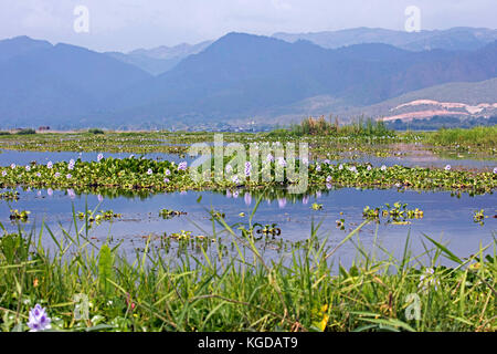 Invasive Wasserhyazinthen (eichhornia crassipes) auf dem Inle See, nyaungshwe, Shan Staat, Myanmar/Burma Stockfoto