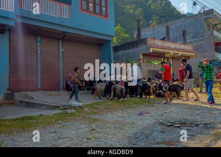 Pokhara, Nepal, September 04, 2017: Hirten kümmern Herden von Ziegen, entlang der kleinen Stadt in Pokhara, Nepal Stockfoto