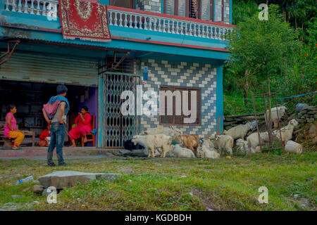 Pokhara, Nepal, September 04, 2017: Hirten kümmern Herden von Ziegen, entlang der kleinen Stadt in Pokhara, Nepal Stockfoto