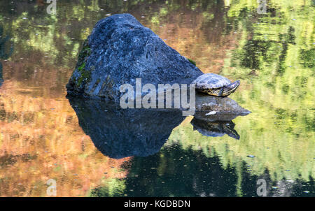 Turtle auf einem Felsen in einem japanischen Garten in Kelowna, Kanada Stockfoto