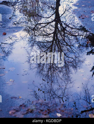 Winter Baum in der Pfütze auf der Straße wider Stockfoto