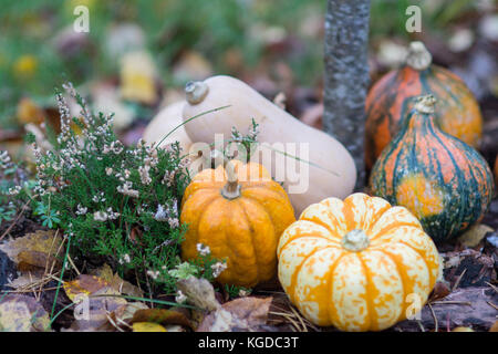 Verschiedene bunte Kürbisse auf dem Gras und Blätter im Herbst im Herbst Stockfoto