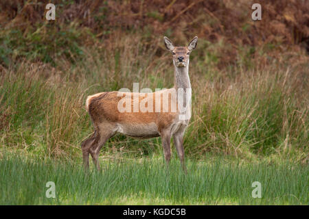 Rotwild, Cervus elaphus, alleinstehenden Frauen, die in langen Gras. Oktober getroffen. Isle of Jura, Argyll, Schottland, Großbritannien. Stockfoto