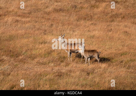 Rotwild, Cervus elaphus, alleinstehenden Frauen und Kalb, stehend im Grünland. Oktober getroffen. Isle of Jura, Argyll, Schottland, Großbritannien. Stockfoto