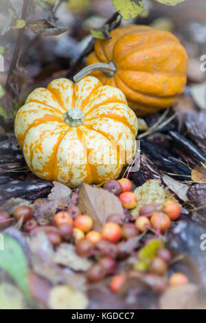 Verschiedene bunte Kürbisse auf dem Gras und Blätter im Herbst im Herbst Stockfoto