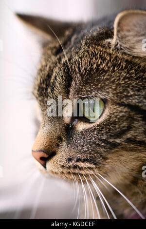 Kopf einer tabby Katze mit großen, grünen Augen starrte auf etwas Stockfoto