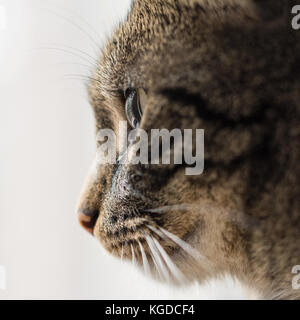 In der Nähe von Cat's Profil auf weißem Hintergrund Stockfoto