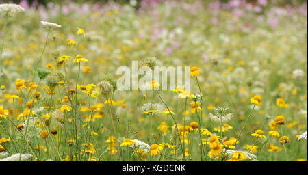Wilde Blumen gepflanzt in Sid Wiese am Ufer des Flusses Sid in Sidmouth. Honiton, Devon, Großbritannien. Stockfoto