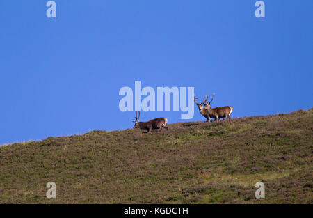 Rotwild, Cervus elaphus, drei erwachsene Männer wandern entlang der Hügel. Glen Shee, Highland, Schottland, UK. Stockfoto