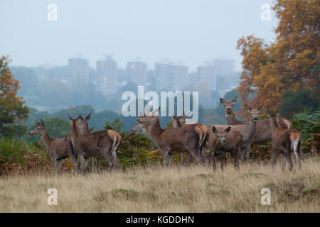 Eine Gruppe von Hirschen im Richmond Park, London Stockfoto