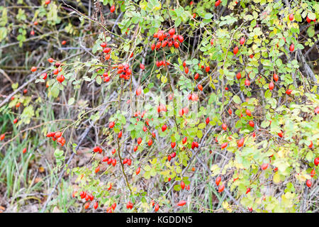 Hüften mit reife Beeren Bush. Beeren eines dogrose auf einem Busch. Früchte von wilden Rosen. dornige dogrose. Rote Hagebutten Stockfoto