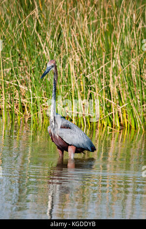 Einen Goliath Heron (ardea Goliath) Angeln in der St. Lucia Estuary, Südafrika. Stockfoto