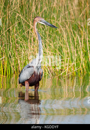 Einen Goliath Heron (ardea Goliath) Angeln in der St. Lucia Estuary, Südafrika. Stockfoto