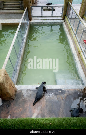 Oktober 2017, eine junge Robbe entspannt sich im Cornish Seal Sanctuary, Gweek, Cornwall, Großbritannien Stockfoto