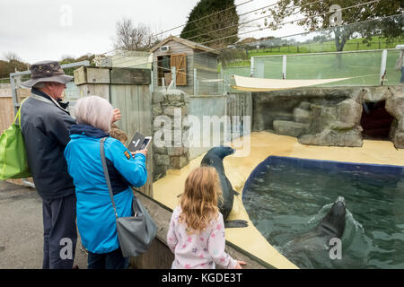 Am 2017. Oktober beobachten Touristen, wie zwei kalifornische Sealions im Cornish Seal Sanctuary, Gweek, Cornwall, Großbritannien, spielen Stockfoto