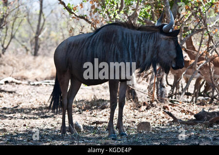 Ein streifengnu (connochaetes Taurinus) steht Vor einigen Impala in der Afrikanischen bushveldt. Stockfoto