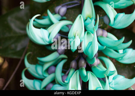 Jade Vine (strongylodon macrobotrys) in Blüte (native auf den Philippinen). Cow Bay Hotel. Queensland Australien. Stockfoto