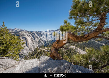 Eine verdrehte Wacholder klammert sich an einer Leiste auf den Wanderweg zum Half Dome im Yosemite National Park. Stockfoto