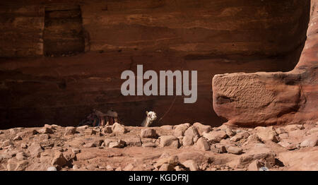 Kamel wartet im Schatten der alten geschnitzten Nabatäische Grab in Petra, Jordanien, Naher Osten Stockfoto