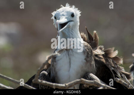 Ein Jugendlicher herrliche Frigate (Fregata magnificens) von Galapagos. Stockfoto