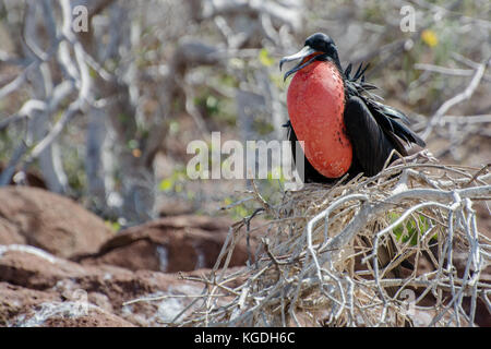Ein männlicher Fregatte Vogel pumpt seine leuchtend rote Kehle patch Weibchen zu gewinnen. Stockfoto
