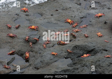 Sally Lightfoot Krabben (Grapsus grapsus) sind eines der schönsten Krabben Arten in der Welt. Stockfoto