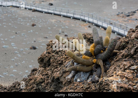 Die endemische lava Kaktus (Brachycereus nesioticus) wächst an einem Berghang in den Galapagos und mit Blick auf den Boardwalk. Stockfoto