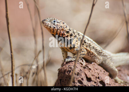 Die Galapagos lava Lizard (Microlophus albemarlensis) ist eine Art fand nur auf den Galapagos Inseln in Ecuador. Stockfoto