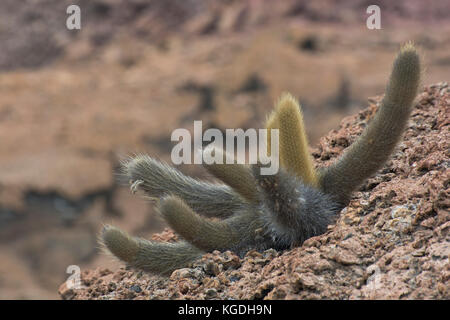 Brachycereus nesioticus auch bekannt als die Lava Kaktus ist oft die erste und einzige Anlage bis zu zeigen und in der Lage sein, auf neue Lavaströme, um zu überleben. Stockfoto