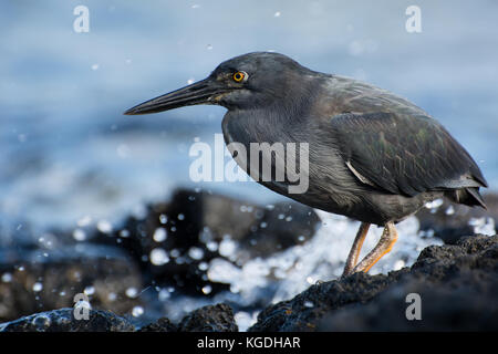 Ein lava Heron (Butorides sundevalli) von den Galapagos ist ungestört, wenn eine Welle stürzt direkt dahinter. Stockfoto