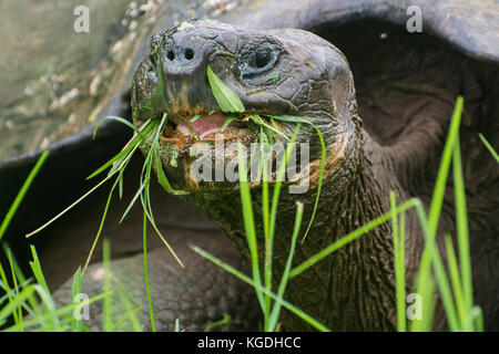 Galapagos Schildkröten eine bedrohte Art fand nur auf den Galapagosinseln, Ecuador. Stockfoto