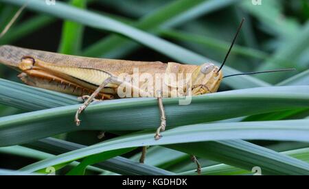 Riesige Grasshopper (valanga irregularis), Ross River, Townsville, QLD, Australien Stockfoto