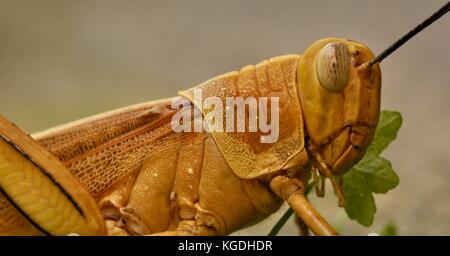 Riesige Grasshopper (valanga irregularis), Ross River, Townsville, QLD, Australien Stockfoto