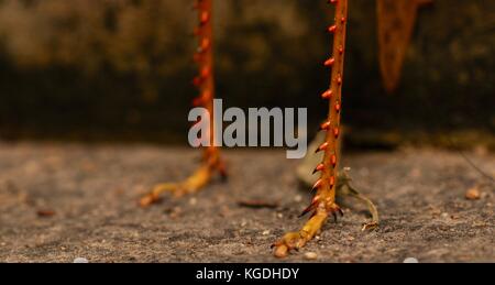 Riesige Grasshopper (valanga irregularis), Ross River, Townsville, QLD, Australien Stockfoto