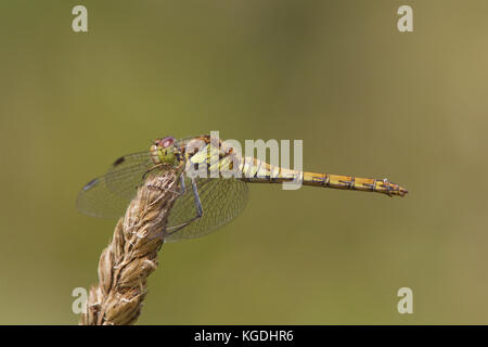 Gemeinsame Darter libelle, Sympetrum striolatum, ruht auf einem Samen Kopf im Herbst Sonnenlicht. Stockfoto